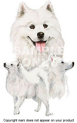Samoyed - 351