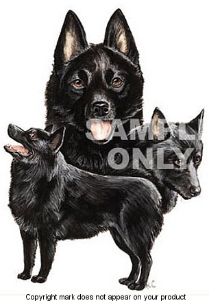 Schipperke - 395