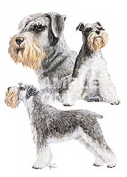 Schnauzer group