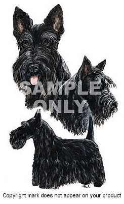 Scottish terrier - 349