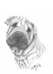 Shar Pei study