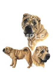 Shar Pei group