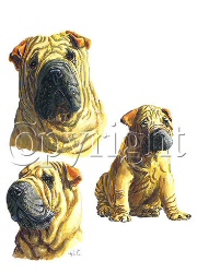 Shar Peis