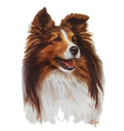 Shetland sheepdog portrait