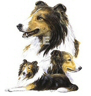 Shetland sheepdogs