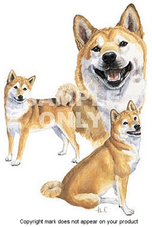 Shiba Inu - 396