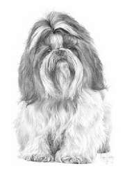Shih Tsu