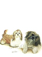 Shih Tsu family
