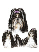 Shih Tsu group