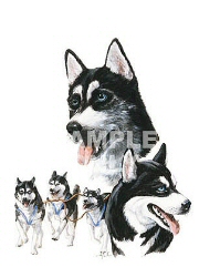 Siberian husky group