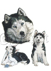 Siberian husky dogs