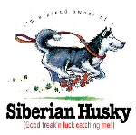 Siberian husky