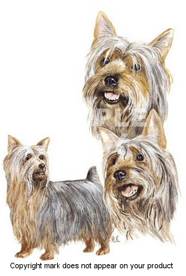 Silky terrier - 357