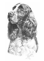 Springer spaniel study