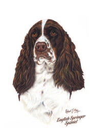 Springer spaniel