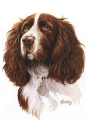 Springer spaniel head