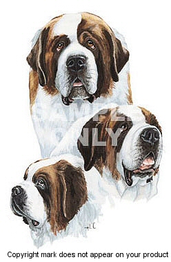 St Bernard - 343