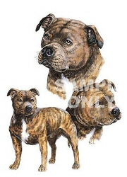 Staffordshire terriers