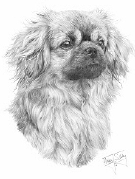 Tibetan terrier - 13273