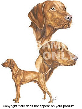 Vizsla - 355