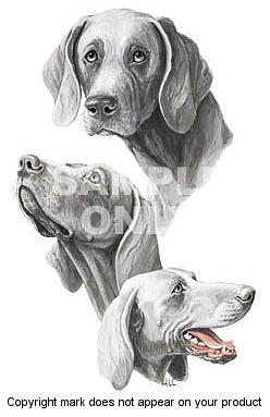 Weimaraner - 345