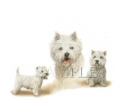 Westies