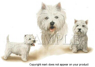 West highland terriers - 3234