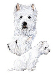 West highland terrier group