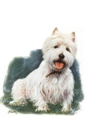 West highland terrier
