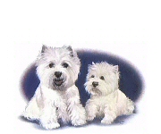 West highland terriers 