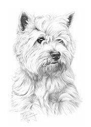 Westie