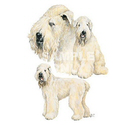 Wheaten terrier 