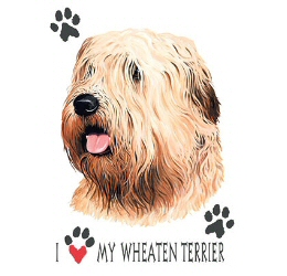 Wheaten terrier