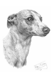 Whippet