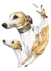 Whippets