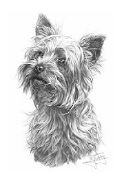 Yorkshire terrier study