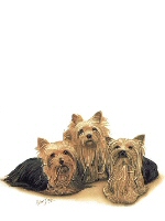 Yorkshire terriers