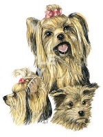 Yorkshire terrier group