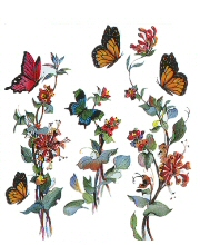 Butterflies and flowers