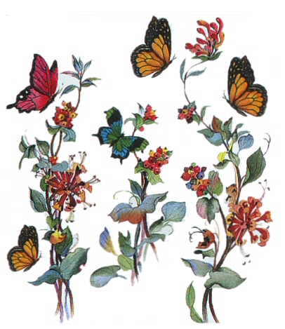 Butterflies and flowers - 6585
