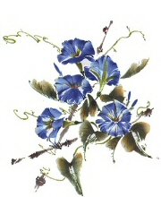 Columbines