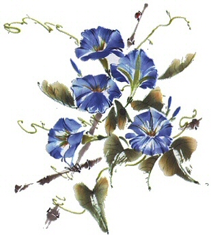 Columbines - 11147