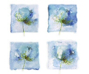 Cornflowers