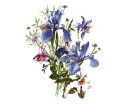 Iris