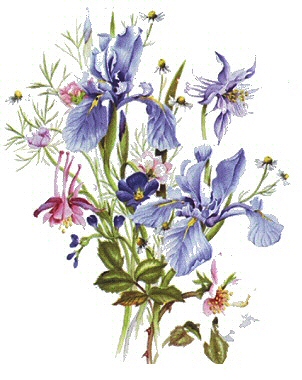 Iris - 10049