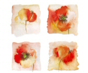Poppy