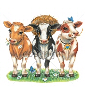 Country cows