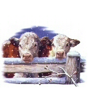 Hereford cattle