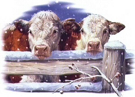 Hereford cattle - 7960