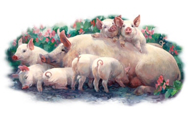 Piggin' out - 14892